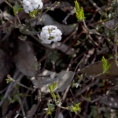 Leucopogon virgatus at Wee Jasper, NSW - 29 Sep 2020