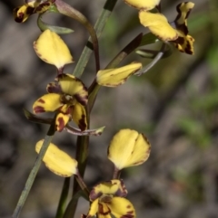 Diuris pardina (Leopard Doubletail) at Wee Jasper, NSW - 29 Sep 2020 by JudithRoach