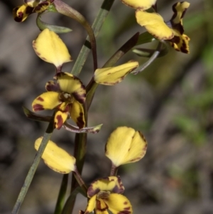 Diuris pardina at Wee Jasper, NSW - suppressed