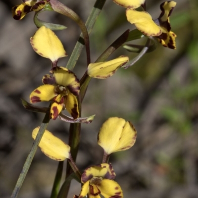 Diuris pardina (Leopard Doubletail) at Wee Jasper Nature Reserve - 29 Sep 2020 by JudithRoach
