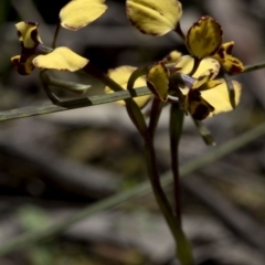 Diuris pardina at Wee Jasper, NSW - suppressed