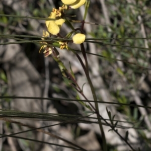 Diuris pardina at Wee Jasper, NSW - 29 Sep 2020