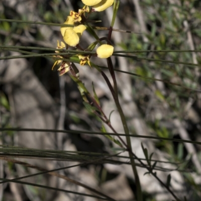 Diuris pardina (Leopard Doubletail) at Wee Jasper, NSW - 29 Sep 2020 by JudithRoach