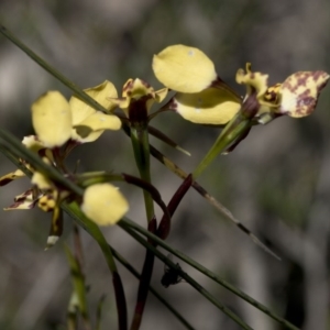 Diuris pardina at Wee Jasper, NSW - 29 Sep 2020