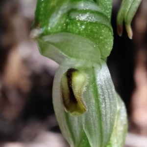 Bunochilus montanus (ACT) = Pterostylis jonesii (NSW) at Cotter River, ACT - 29 Sep 2020