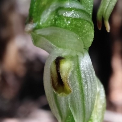 Bunochilus montanus (ACT) = Pterostylis jonesii (NSW) (Montane Leafy Greenhood) at Cotter River, ACT - 29 Sep 2020 by ChristianFricker