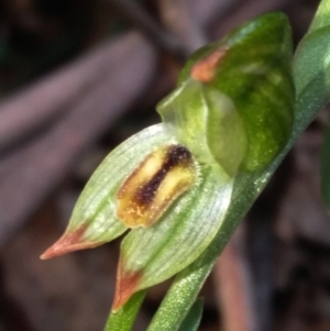 Bunochilus montanus (ACT) = Pterostylis jonesii (NSW) at Cotter River, ACT - suppressed