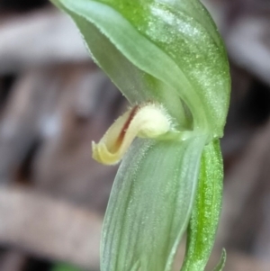 Bunochilus montanus (ACT) = Pterostylis jonesii (NSW) at Cotter River, ACT - 29 Sep 2020