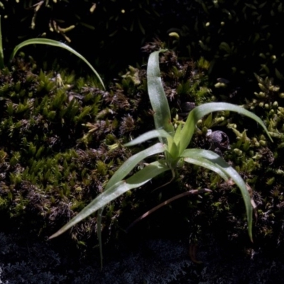 Luzula sp. (Woodrush) at Wee Jasper Nature Reserve - 29 Sep 2020 by JudithRoach