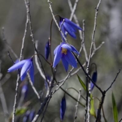 Stypandra glauca (Nodding Blue Lily) at Wee Jasper, NSW - 29 Sep 2020 by JudithRoach