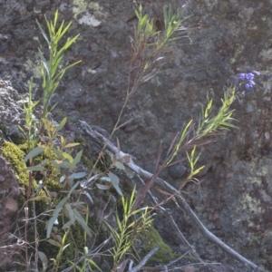 Stypandra glauca at Wee Jasper, NSW - 29 Sep 2020
