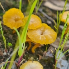 Lichenomphalia chromacea (Yellow Navel) at Nail Can Hill - 28 Sep 2020 by Fpedler