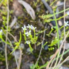 Stylidium despectum (Small Trigger Plant) at Albury - 28 Sep 2020 by Fpedler