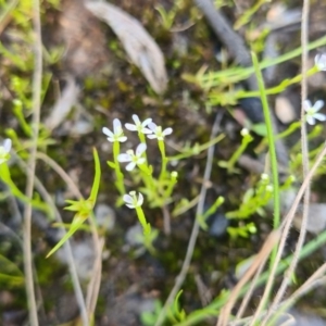 Stylidium despectum at Albury, NSW - 28 Sep 2020 04:02 PM