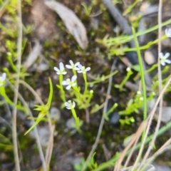 Stylidium despectum (Small Trigger Plant) at Nail Can Hill - 28 Sep 2020 by Fpedler