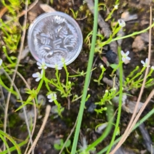 Stylidium despectum at Albury, NSW - 28 Sep 2020