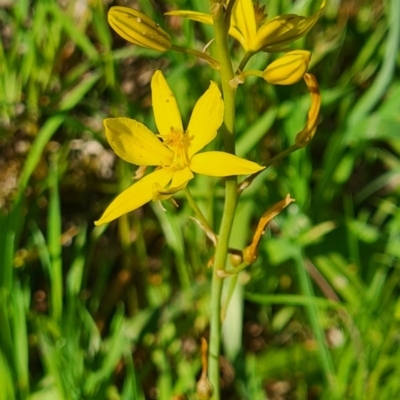Bulbine bulbosa (Golden Lily) at Albury - 28 Sep 2020 by Fpedler
