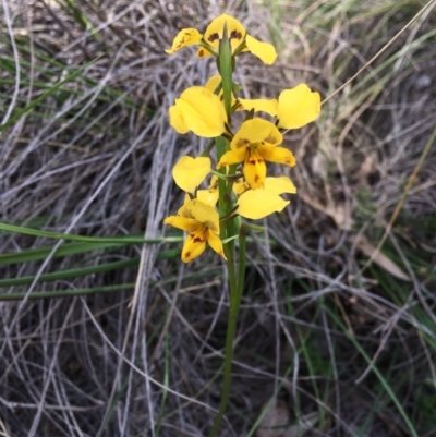 Diuris nigromontana (Black Mountain Leopard Orchid) at Gossan Hill - 29 Sep 2020 by Wen
