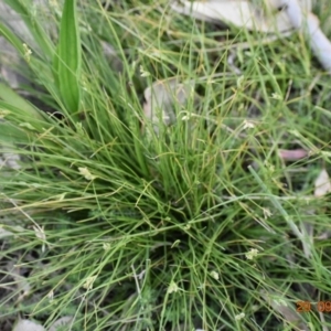 Carex inversa at Weston, ACT - 29 Sep 2020