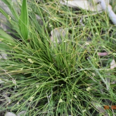 Carex inversa (Knob Sedge) at Weston, ACT - 28 Sep 2020 by AliceH