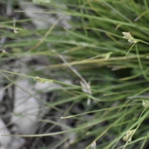 Carex inversa at Weston, ACT - 29 Sep 2020