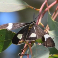 Nyctemera amicus (Senecio Moth, Magpie Moth, Cineraria Moth) at Sherwood Forest - 29 Sep 2020 by Christine