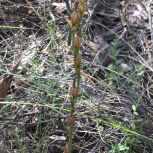 Speculantha rubescens at Bruce, ACT - suppressed