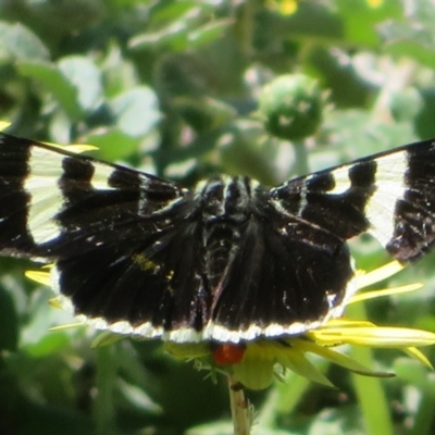 Phalaenoides glycinae (Grapevine Moth) at Coree, ACT - 29 Sep 2020 by Christine