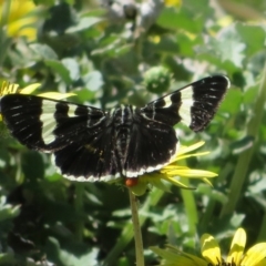 Phalaenoides glycinae at Coree, ACT - 29 Sep 2020