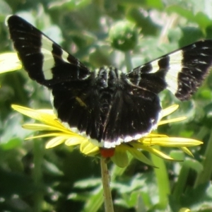 Phalaenoides glycinae at Coree, ACT - 29 Sep 2020