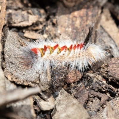 Trichiocercus sparshalli (Sparshall's Moth) at ANBG - 29 Sep 2020 by Roger