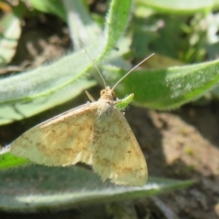 Scopula rubraria (Reddish Wave, Plantain Moth) at Coree, ACT - 29 Sep 2020 by Christine