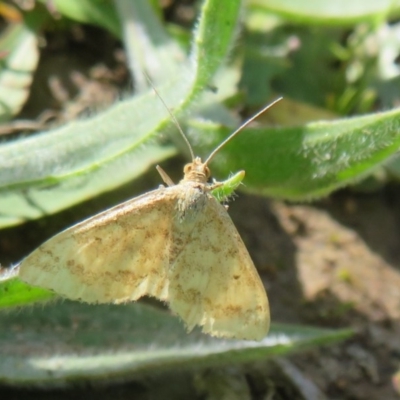 Scopula rubraria (Reddish Wave, Plantain Moth) at Sherwood Forest - 29 Sep 2020 by Christine