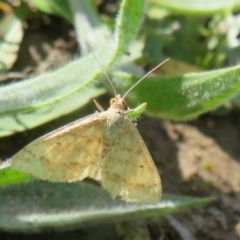 Scopula rubraria (Reddish Wave, Plantain Moth) at Sherwood Forest - 29 Sep 2020 by Christine