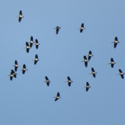 Threskiornis spinicollis (Straw-necked Ibis) at Denman Prospect, ACT - 29 Sep 2020 by Christine