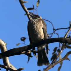 Philemon corniculatus (Noisy Friarbird) at Majura, ACT - 28 Sep 2020 by jbromilow50