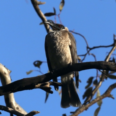 Philemon corniculatus (Noisy Friarbird) at Hackett, ACT - 28 Sep 2020 by jb2602