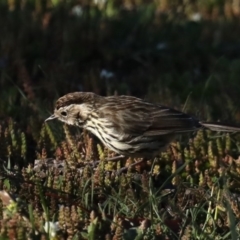 Pyrrholaemus sagittatus (Speckled Warbler) at Mount Ainslie - 28 Sep 2020 by jb2602