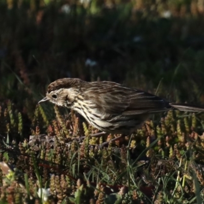 Pyrrholaemus sagittatus (Speckled Warbler) at Pialligo, ACT - 28 Sep 2020 by jb2602