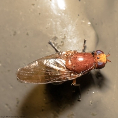 Lauxaniidae (family) (Unidentified lauxaniid fly) at ANBG - 28 Sep 2020 by Roger