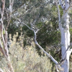 Callocephalon fimbriatum (Gang-gang Cockatoo) at ANBG - 29 Sep 2020 by ConBoekel