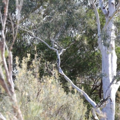 Callocephalon fimbriatum (Gang-gang Cockatoo) at GG26 - 29 Sep 2020 by ConBoekel