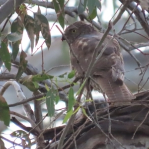 Oryctolagus cuniculus at Red Hill, ACT - 29 Sep 2020