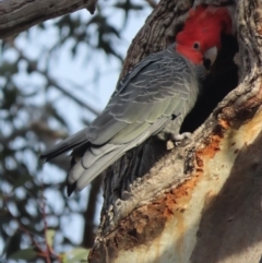 Callocephalon fimbriatum (Gang-gang Cockatoo) at Red Hill Nature Reserve - 29 Sep 2020 by roymcd