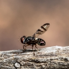 Rivellia sp. (genus) (Signal fly) at Acton, ACT - 28 Sep 2020 by Roger