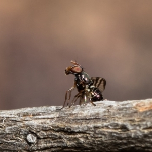 Rivellia sp. (genus) at Acton, ACT - 28 Sep 2020