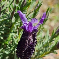 Lavandula stoechas (Spanish Lavender or Topped Lavender) at Stromlo, ACT - 28 Sep 2020 by AaronClausen