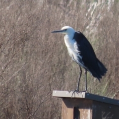 Ardea pacifica (White-necked Heron) at Fyshwick, ACT - 28 Sep 2020 by roymcd