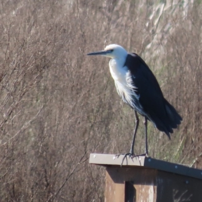 Ardea pacifica (White-necked Heron) at Fyshwick, ACT - 28 Sep 2020 by roymcd