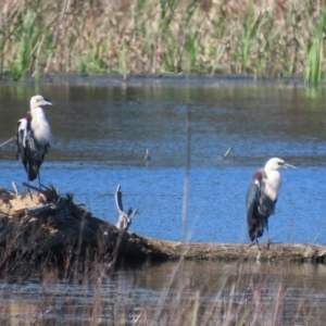 Ardea pacifica at Fyshwick, ACT - 28 Sep 2020